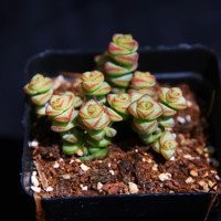 多肉植物钱串怎么养