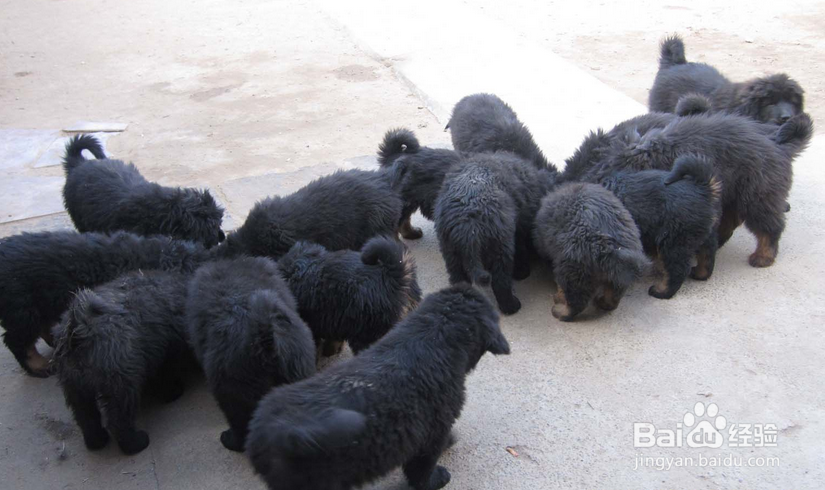 四个月的狗狗呕吐怎么办狗狗吃了就吐怎么办