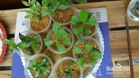 花谢后，剪下“花后枝”，插土里，来年花满盆！