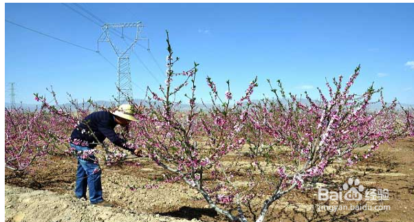 桃树授粉的最佳时间和方法