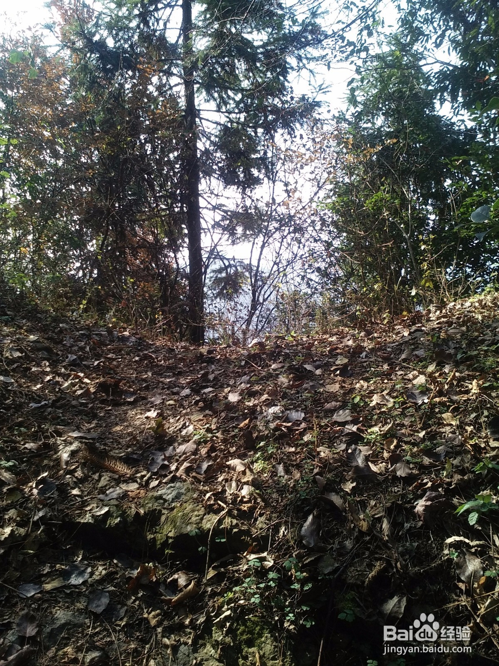 扶贫实现鸣凤人乡村旅游梦想记实