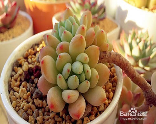 多菌灵怎样给多肉土壤消毒