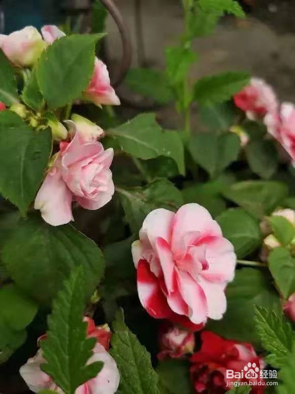 3种花现在养1盆，1个月就开花，一直开到12月