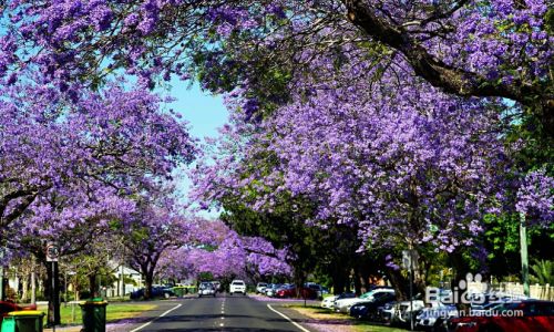 蓝花楹怎么养 百度经验 蓝花楹怎么养 百度经验