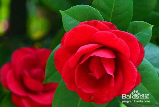 茶花修剪时间和方法