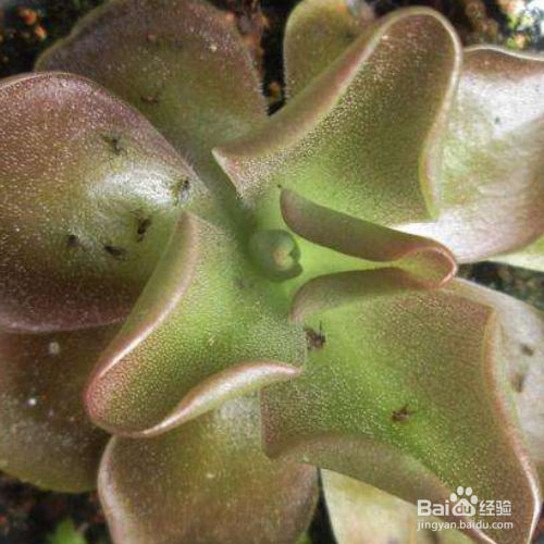 花土里有小飞虫怎么办