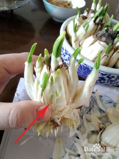 如何雕刻水仙花