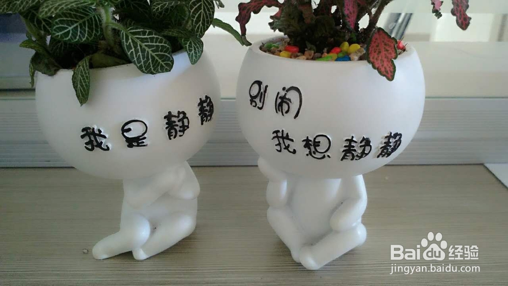 办公室怎样养殖网纹草