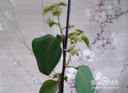 木棉花,一树能开几百朵,折点根枝就能扦插