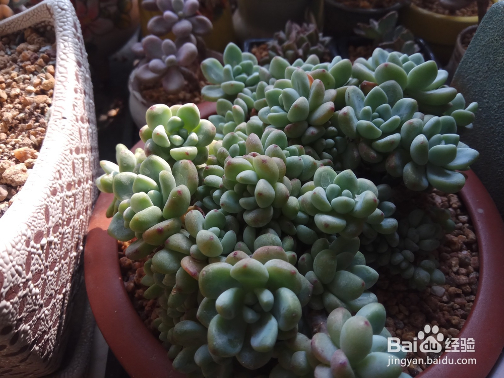 多肉里面长新芽怎么办