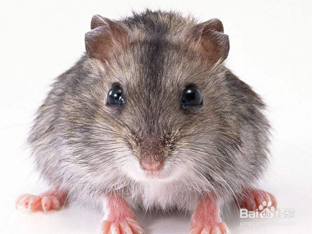 如何驱逐老鼠？