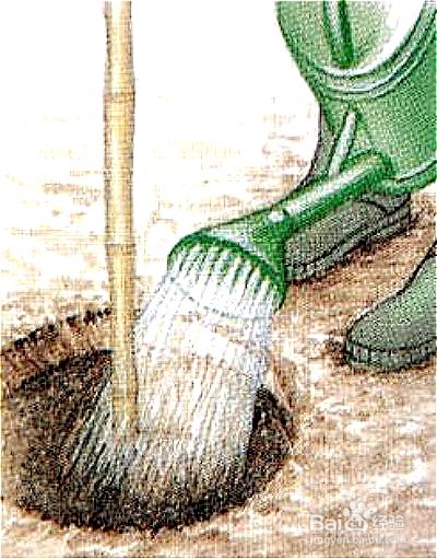 大丽花种植时间和方法