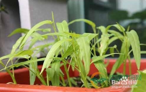 空心菜的阳台种植方法技巧 百度经验