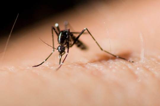 为什么28层楼还有蚊子