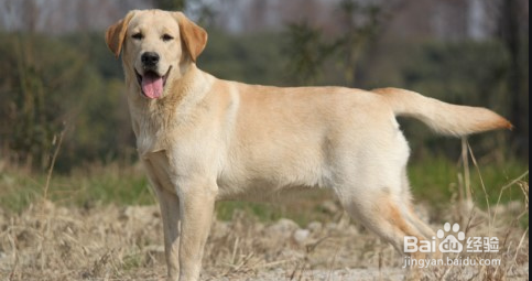 拉布拉多犬身上有股味道怎么去除呢