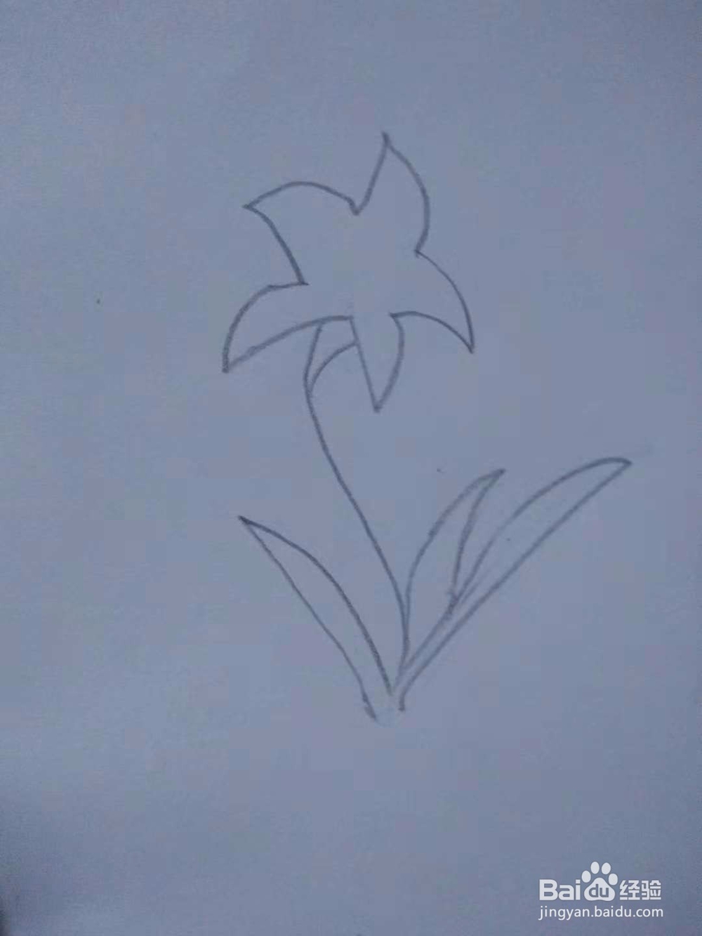 一起学如何画百合花!