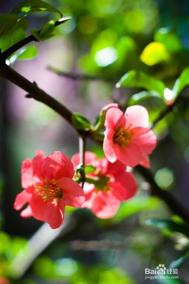 微信营销如何快速增加精确的粉丝