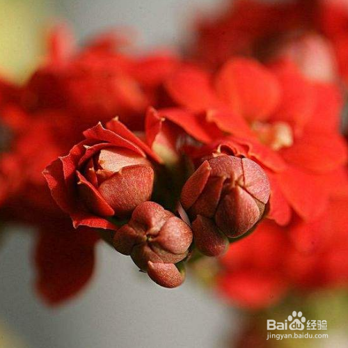 在秋天修剪长寿花的时候需要注意哪些？