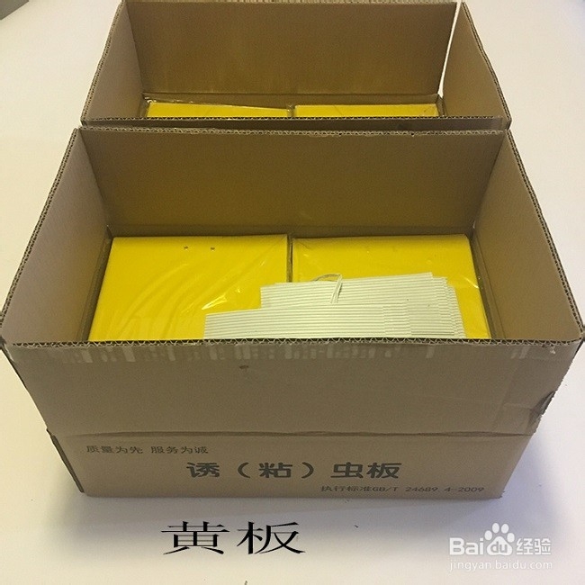 大棚白粉虱蓟马怎么治理?