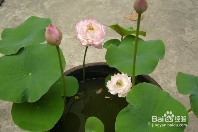 碗莲花种子怎样水栽