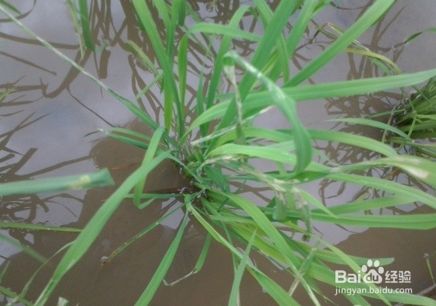 水稻叶片分为那几种形态