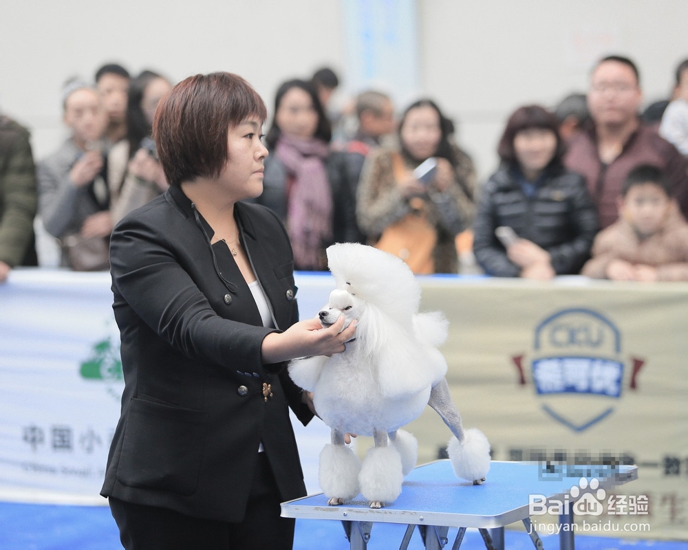 怎样挑选好的宠物美容学校？