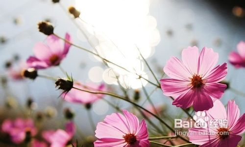 西藏旅游计划,选择最美的旅游线路