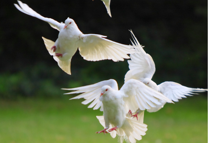 白鸽为什么叫和平鸽