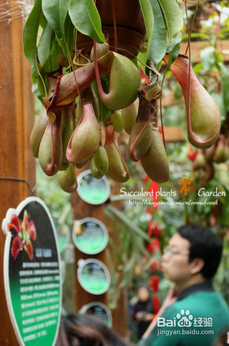 上海植物园（上）