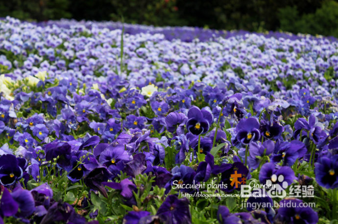 上海植物园（上）