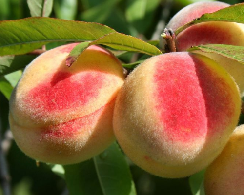 哪些水果里面含蛋白质高