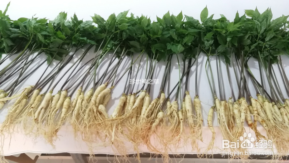 珍世神之草人参食谱