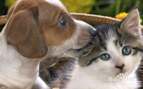 对于上班族来说是养猫好还是养狗好