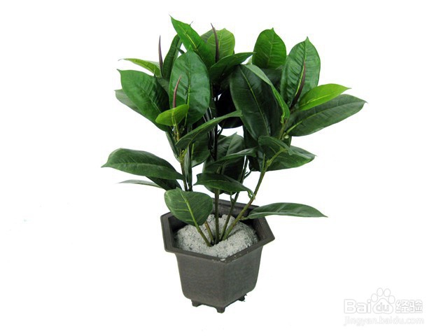 家里放什么花可以吸走甲醛?