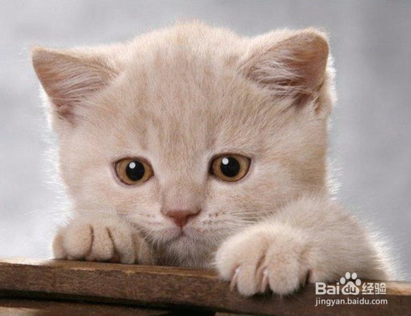 六招教你选择最好的猫粮!
