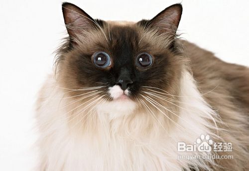 美国短毛猫有哪些禁止食用的食物