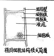 绘制一个洋葱表皮细胞结构图，并注明各部分的名称