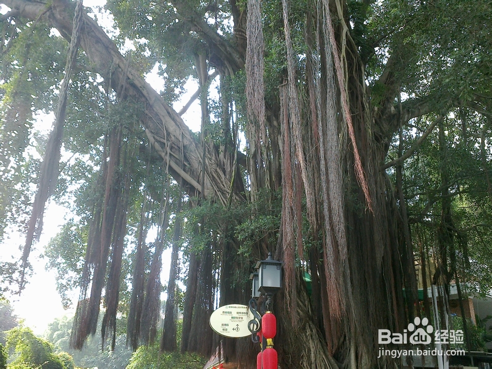 鼓浪屿旅游攻略之钢琴博物馆——世上最美的声音