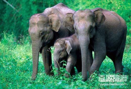 西双版纳旅游攻略