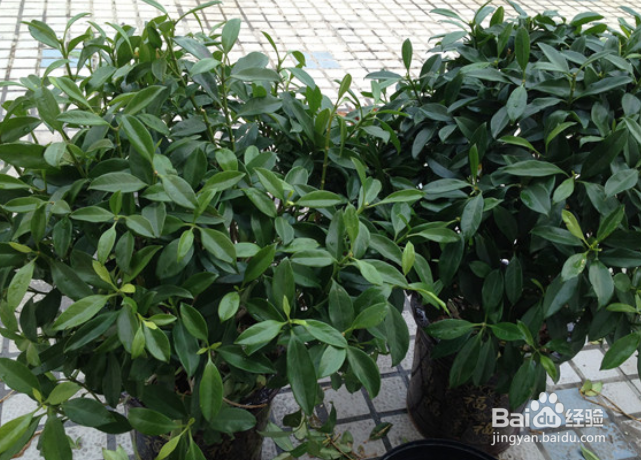 平安树怎么修剪