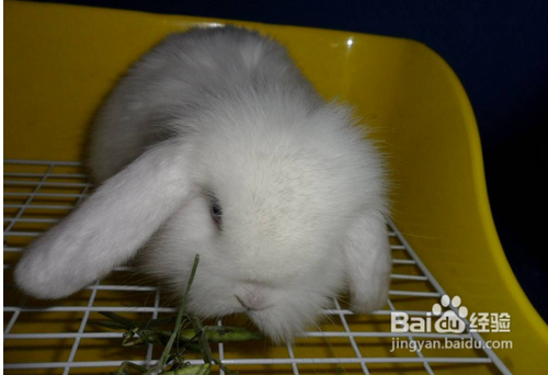 如何挑选一只健健康康的宠物兔呢？
