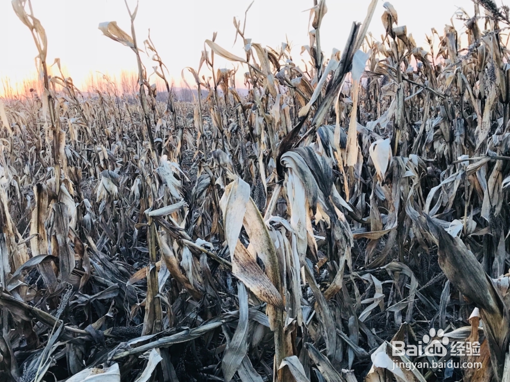 怎样拍摄初冬的田野