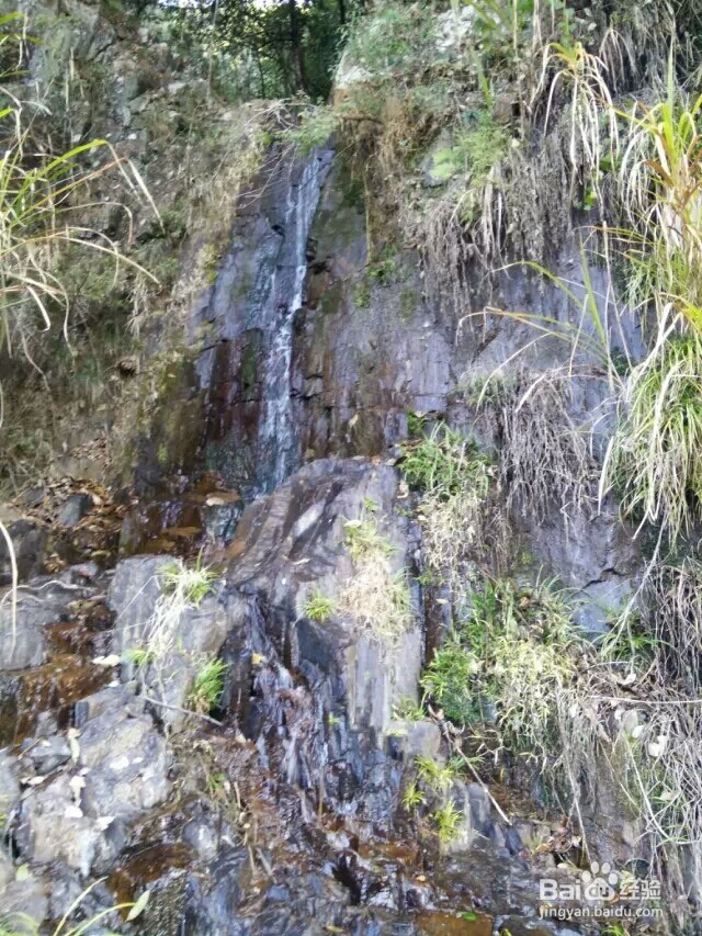 江西省马头山原始森林指南