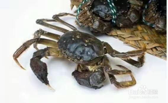 吃螃蟹应注意哪些事项