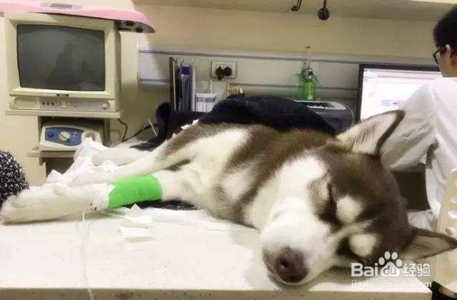 那些花卉对宠物有毒、怎么处理?(二)