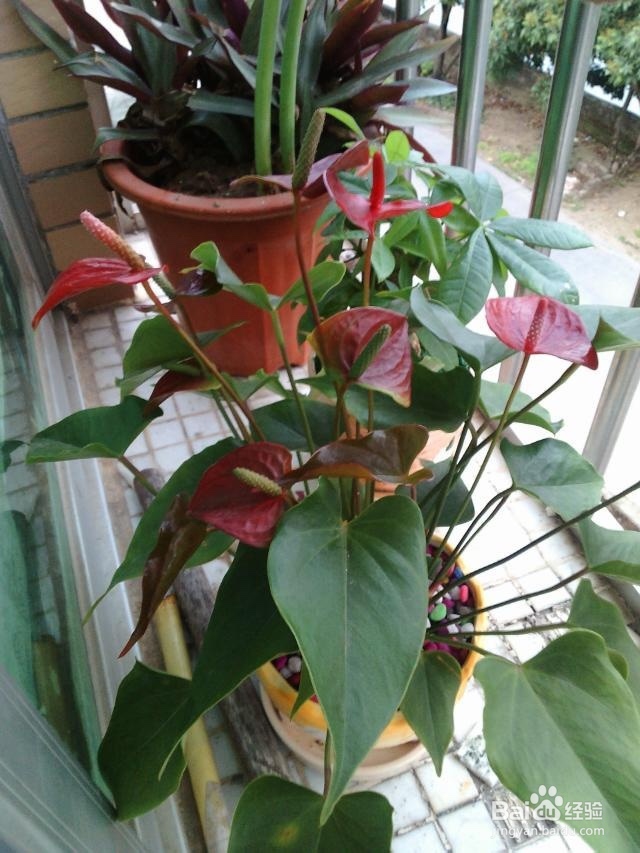 如何才能养好一盆花