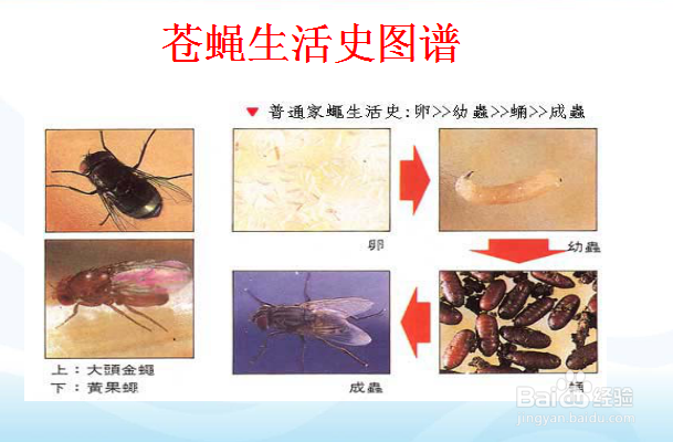 厨房有害虫怎么控制