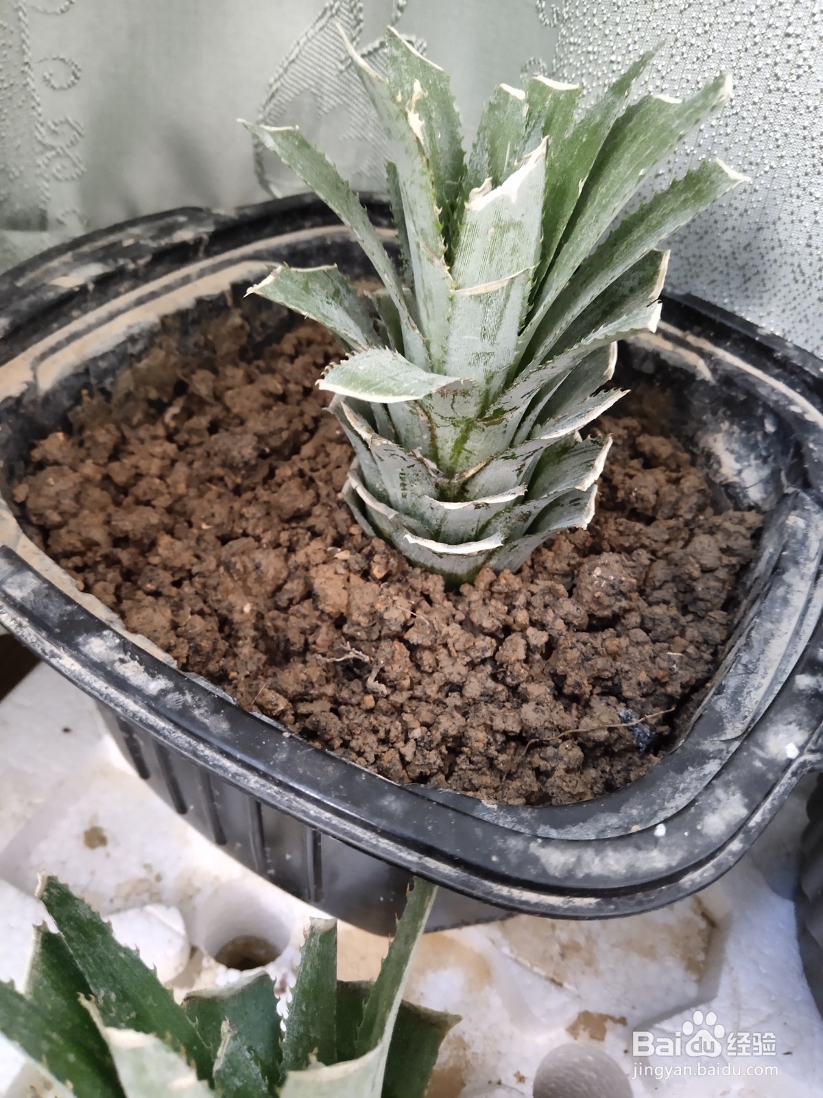 吃剩的菠萝头盆栽