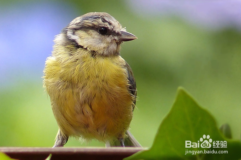 如何去让自己变得更有主见：[1]认识自己