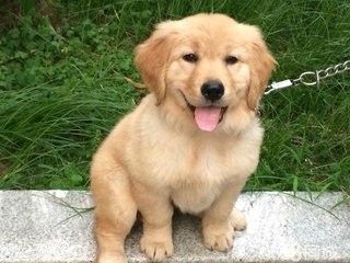 金毛下崽了怎么卖掉